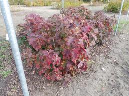 Click for 1 image(s) for this accession. PLANT